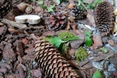 Projekt las w grupie Misi (Turka, 2021)