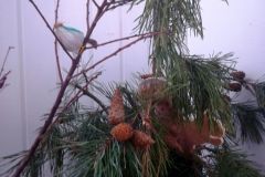 Projekt las w grupie "Żabki" (Turka, 2021)