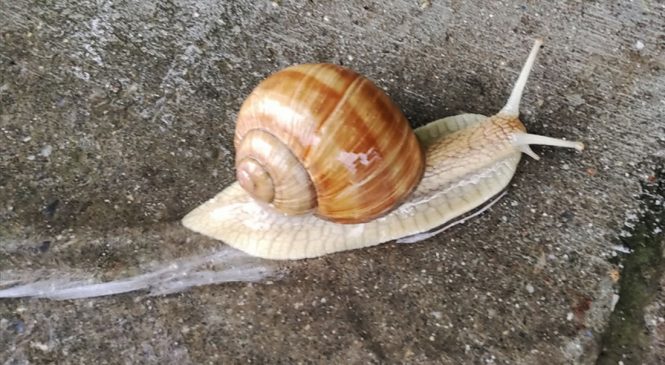 Czy ślimaki się ślimaczą?