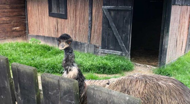 Wycieczka do Zoo w Wojciechowie