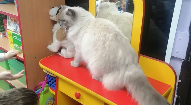 Dzień kota. Wizyta specjalnego gościa gr. Pszczółki