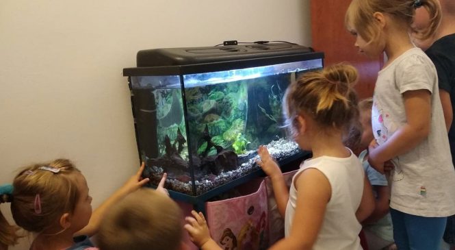 Nasi domowi ulubieńcy