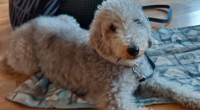 Zajęcia z edukacji kynologicznej 🐕‍🦺🐶