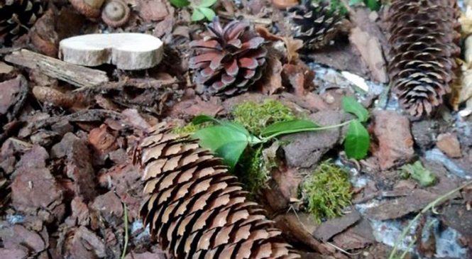 Projekt las w grupie Misi