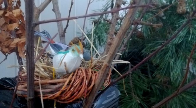 Projekt las w grupie „Żabki” 🌳🌳🌳