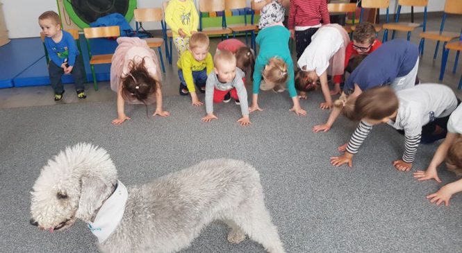 Zajęcia z edukacji kynologicznej w grupie Misie 🐕